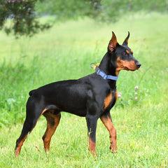 PVC Waterproof Dog Collar for Large Medium and Small Dogs, Pet Training, Walking, German Shepherd, Malinois, New