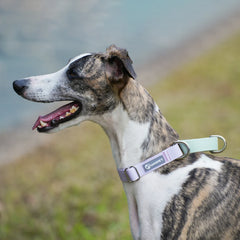 PVC Waterproof Dog Collar for Large Medium and Small Dogs, Pet Training, Walking, German Shepherd, Malinois, New